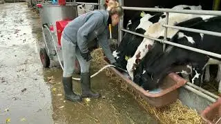 Intelligent Technology Modern Cow Calf Transportation Automatic Hay Milk Feeding Smart Cowshed Farm