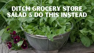 How to Harvest Arugula and Other Cut-and-Come-Again Plants