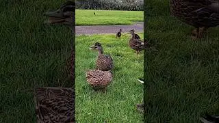 LOT OF DUCK KDNP 🥰😍 #viralvideo #travel #junglesafari #duck #views