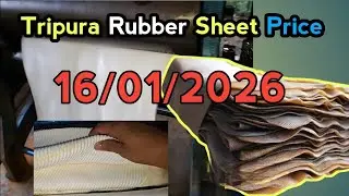 Today Rubber Price Update | Rubber Sheet Price | Rubber Price Today In Tripura_16/01/2026 