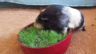 Stray Pigs everywhere all around the world