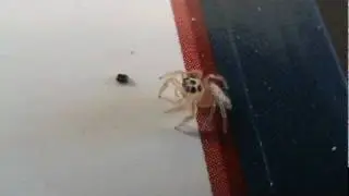 Thiodina-Jumping Spider