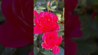   Good Morning, get flash air at the flower gardens