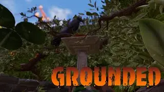Massive New Bird In The Backyard ~ Grounded #15