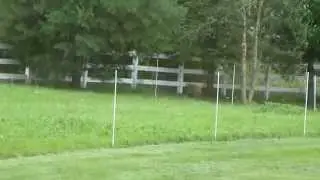 Coyote chased by Donkey