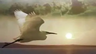 Lascialo volare