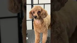 Clean face shave #poodle