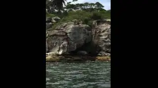Sydney Harbour cliff jump