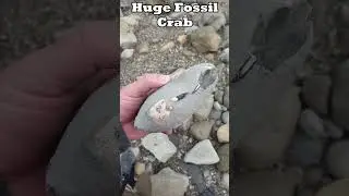 An extinct species of crab, fossilized in a concretion #fossils #extinction #rock
