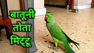 Talking parrot mummy papa || batuni tota mittu || bolne wala parrot ʕ⁠&middot;⁠ᴥ⁠&middot;⁠ʔ