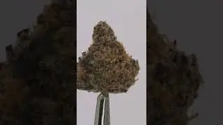 Hold Me Closer Jelly Dancer💃SHORTS | Minnesota Medical Marijuana Review | Rise &Shine