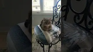 Deep thinking cat: What is the purpose of my cat life? 🤣
