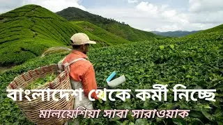 মালয়েশিয়ার সাবা সারাওয়াকের কাজের ভিসা।Malaysia sabah sarawak work permit