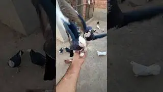 2 Kabootar 2 Eggs 🥚 - How to Confirm the 2 eggs this Pigeon 🥴🥴 || #shorts #pigeon #kabutar #short