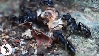 Semut Hitam Memotong Daging Tubuh Jangkrik | Macro video | Serangga TV Channel