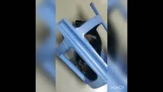 Curious puppy Max escaping trap during playtime