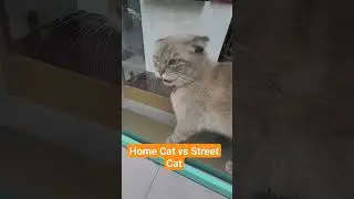 home cat vs streetcat #adventurouscats
