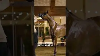 𝗔𝘆𝘆𝗮𝗵&lrm; 𝗔𝗹𝗔𝗿𝗮𝗯: another Class Winner for Al Arab Stud! 😍