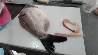 Tambatinga-3 kg
