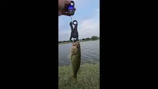 1lb