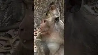 Monkey eat Roasted Pumpkin Seeds #monkey #monkeytime #funny