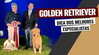 Golden Retriever  - Cuidados com o pelo | Cinofilia Digital