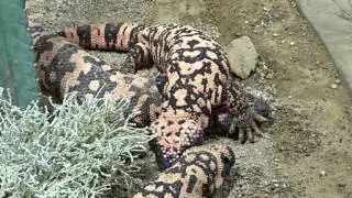Krustenechsen - Zoo Berlin - k&auml;mpfen miteinander. - Gila monster - Zoo Berlin - fight.