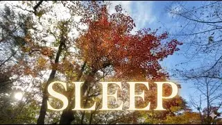 SLEEP | Autumn Forest River Sounds in Karuizawa Japan | 3 Hours, 528Hz ASMR