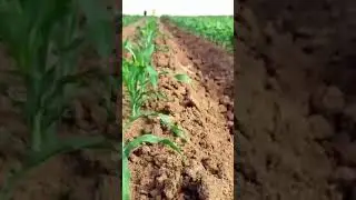 hybrid seed corn 🌽by mohammad_rajabi_ker