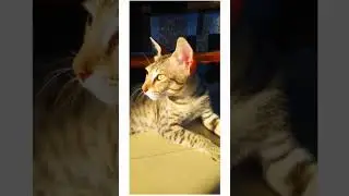 keen look ll cat atrocities ll friendly cat 😺😺😺 ll #free #friends #cat #ytshorts #viral