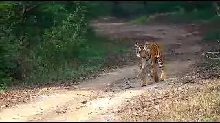 Tiger spotted at sitavani Jim Corbett National Park