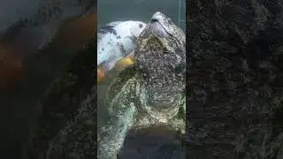 200 YEARS:Old Dragon Turtle Playing | with Fish 🐢#short #turtle #dragon #shorts