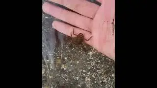 Placing a Common Squat lobster (Galathea squamifera) back in the water.