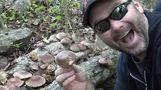 Growing Shiitake Mushrooms at Home