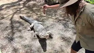 Crocodile Feeding at Hartleys Crocodile Adventures Park Costa Deliziosa World Cruise 20260129