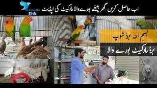 Birds market Burewala updates 24-07-2023