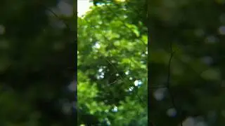 🤳😱adcom 8x pro telephoto lens zoom #creative #photography #youtubeshorts