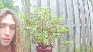 Encore Azalea summer pruning 2024