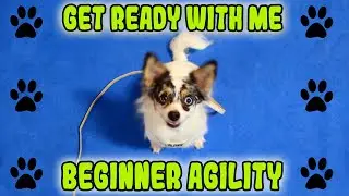 Get Ready With Me: Beginner Dog Agility Training | Weave Pole and Tunnel Training