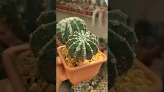 Echinopsis oxygona f. brevispina.      #cactos #plantas #suculentas