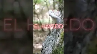 Pepe L&oacute;pez - El hayedo Short adelanto nuevo &aacute;lbum