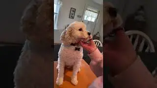 Grooming maintenance during Covid-19 outbreak.