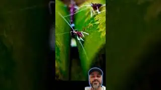 camar&otilde;es de sulawesi pequenos algueiros muito ativos #aquarium #shrimp #aquarismo