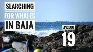 Ep#19: searching for whales in Baja - vanlife family in Mexico