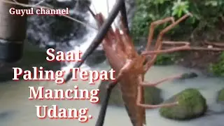 Saat Paling Tepat Mancing Udang.