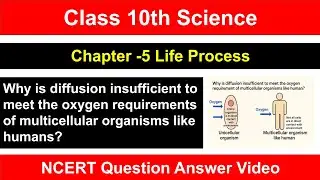 Why is diffusion insufficient to meet the oxygen requirement of multicellular organisms like humans?
