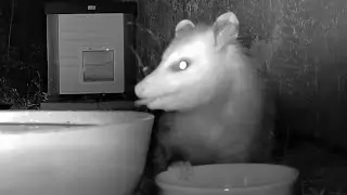 Aspen the Opossum was Thirsty 