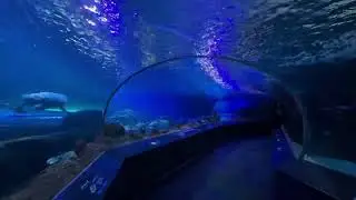 Ripley&rsquo;s Aquarium Dangerous Lagoon in 42 seconds! 