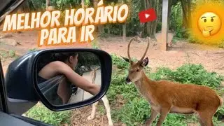 Zoo Saf&aacute;ri SP | Dicas, valores, animais