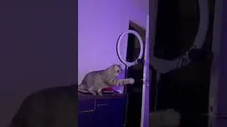Aki the British cat exploring with a lamp